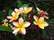 dzeltens Telpaugi Plumeria Zieds  foto