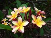 Plumeria dzeltens Zieds