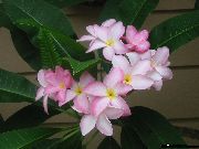Plyumeriya қызғылт Гүл