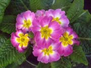рожевий Домашні рослини Примула Квітка (Primula) фото