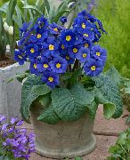 Primula, Auricula donkerblauw Bloem