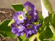 Примула Primula auricula 'Blue Garden'