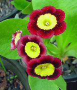 Primula, Auricula clarete Flor