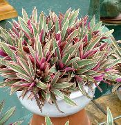 Rhoeo Tradescantia clarete Flor