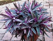 күлгін Үй Өсімдіктер Пэо Гүл (Rhoeo Tradescantia) фото