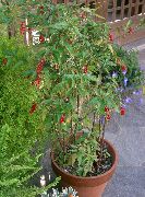 sārts Telpaugi Bloodberry, Rouge Augu, Baby Pipari, Pigeonberry, Coralito Zieds (Rivina) foto