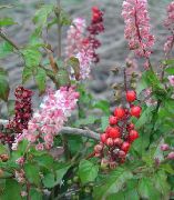 sārts Telpaugi Bloodberry, Rouge Augu, Baby Pipari, Pigeonberry, Coralito Zieds (Rivina) foto