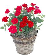 sarkans Telpaugi Roze Zieds (Rose) foto