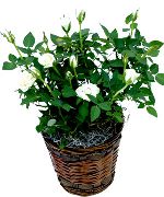 Rosa blanco Flor