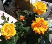 Розa помаранчевий Квітка