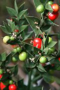 Рускус, Иглица Ruscus
