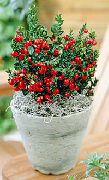 Рускус, Иглица Рускус, Иглица - Ruscus