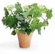 ���������� (��������� ����) ���������� (��������� ����) � Sparrmannia