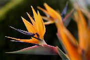 oranžs Telpaugi Paradīzes Putna, Celtnis Ziedu, Stelitzia Zieds (Strelitzia reginae) foto