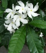 fehér Szobanövények Tabernaemontana, Banán Bokor Virág  fénykép