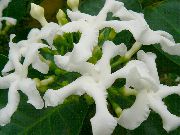 fehér Szobanövények Tabernaemontana, Banán Bokor Virág  fénykép