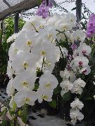 白 室内植物 蝴蝶兰 花 (Phalaenopsis) 照片