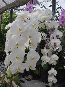 Фаленопсис Phalaenopsis