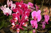 粉红色 室内植物 蝴蝶兰 花 (Phalaenopsis) 照片