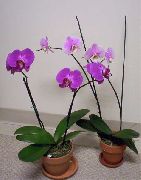 紫丁香 室内植物 蝴蝶兰 花 (Phalaenopsis) 照片