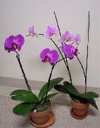 Phalaenopsis flieder Blume