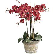 红 室内植物 蝴蝶兰 花 (Phalaenopsis) 照片