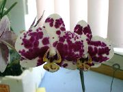 红葡萄酒 室内植物 蝴蝶兰 花 (Phalaenopsis) 照片