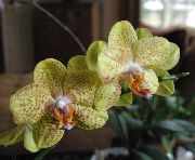 Phalaenopsis dzeltens Zieds