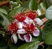 Фейхоа Feijoa