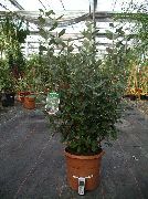 Фейхоа Фейхоа - Feijoa