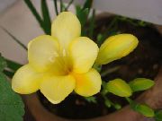жовтий Домашні рослини Фрезия Квітка (Freesia) фото
