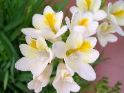 Freesia branco Flor