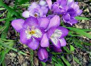 Freesie flieder Blume