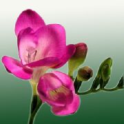 рожевий Домашні рослини Фрезия Квітка (Freesia) фото