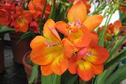 Freesia oranssi Kukka