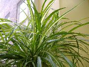 зелен Стайни растения Паяк Растителна (Chlorophytum) снимка