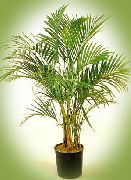 verde Plantas de interior Curly Palm, Kentia Palm, Paradise Palm (Howea) foto