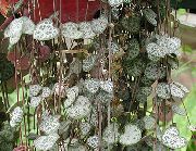 variegado Plantas de interior Rosary Vine, String Of Hearts (Ceropegia woodii) foto