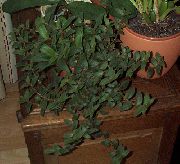 Cyanotis зелен Растение