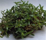 žalias Vidinis augalai Cyanotis  nuotrauka