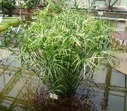 heleroheline Toataimed Vihmavari Tehase (Cyperus) foto