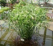 Cyperus жарығы жасыл Өсімдіктер