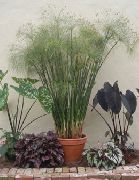 жарығы жасыл Үй Өсімдіктер Cyperus фото