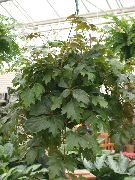 Cissus қараңғы жасыл Өсімдіктер