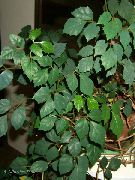verde escuro Plantas de interior Grape Ivy, Oak Leaf Ivy (Cissus) foto