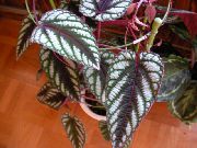 杂色 室内植物 葡萄常春藤，橡树叶常春藤 (Cissus) 照片