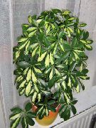 на петна Стайни растения Вид Малка Магнолия (Schefflera) снимка