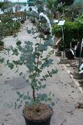 Эвкалипт Эвкалипт Гунни - Eucalyptus gunnii