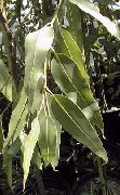 зелен Стайни растения Каучуково Дърво (Eucalyptus) снимка