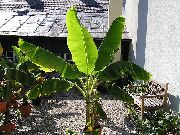 жасыл Үй Өсімдіктер Банан (Musa coccinea) фото